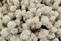 White star-tipped cup lichen (Cladonia stellaris) close up background Royalty Free Stock Photo