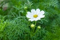 White starburst flower in garden