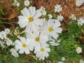 White starburst flower in nature with the garden in the morning.