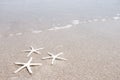 White starfish