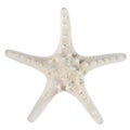 White starfish