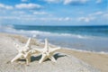 White starfish with ocean, beach, sky and seascape