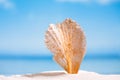 White starfish with ocean, on white sand beach, sky and seascape Royalty Free Stock Photo