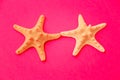 White starfish on a pink background. Royalty Free Stock Photo