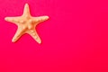 White starfish on a pink background. Royalty Free Stock Photo