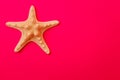 White starfish on a pink background. Royalty Free Stock Photo