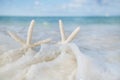 White starfish in sea wave live action, blue sea and clear water