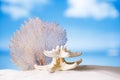 White starfish and seafan Royalty Free Stock Photo