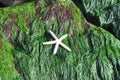 White starfish shell on rock covered in seaweed Royalty Free Stock Photo