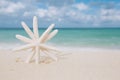 White starfish on white sand beach, with ocean sky and seascape Royalty Free Stock Photo