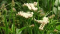 Limonium sinuatum. White Statice.