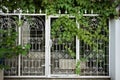 White steel door with messy of green leaf