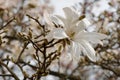 White stellate magnolia