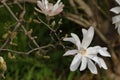 White stellate magnolia