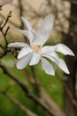 White stellate magnolia