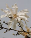 White stellate magnolia