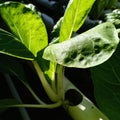 White pakchoi