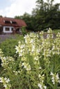 White steppe sage, Salvia nemorosa, flower sage, sage, Royalty Free Stock Photo