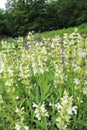 White steppe sage, Salvia nemorosa, flower sage, sage, Royalty Free Stock Photo