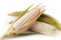 White sticky corn Royalty Free Stock Photo