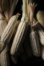 White Sticky Corn (waxy Corn), Jagung Ketan from Lombok, Indonesia