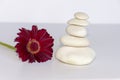 White stones in balance on white background with a red gerbera daisy, flower, . equilibrium and meditation. Peaceful and relaxing Royalty Free Stock Photo