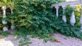 The white stone balustrade in the park is braided with lianas