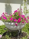 White stone flowerbed with flowering petunias