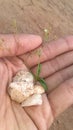 White stone and green hurb arrangement photo