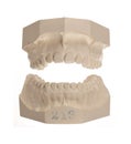 White stone models of teeth