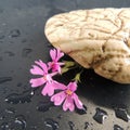 White stone with red flowers and drops of water on a black background Royalty Free Stock Photo