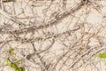 White stone wall with dead vines background texture