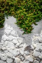 White stone wall and green plant with small leaves and pink Bougainvillea Flowers. Royalty Free Stock Photo