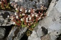 White stonecrop flower on rural wall Royalty Free Stock Photo
