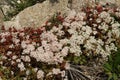 White stonecrop flower Royalty Free Stock Photo
