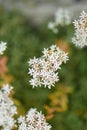 White stonecrop, Sedum album, white flowering plants starry flowers