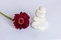 White stones in balance on white background with a red gerbera daisy, flower, . equilibrium and meditation. Peaceful and relaxing Royalty Free Stock Photo