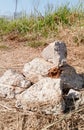 White stones with dry grass on the ground Royalty Free Stock Photo