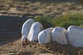 White stones flowerbed on a sandy shore