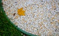 On white stones in the garden lies a yellow maple leaf, close-up in nature in early autumn in September or October Royalty Free Stock Photo