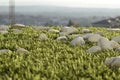 White stones in green grass