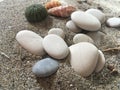 White stones sea urchin adn shells on the sand