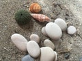 White stones sea urchin adn shells on the sand