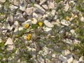 White stones and yellow flowers Royalty Free Stock Photo