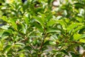 White stopper Eugenia axillaris shrub with green unripe fruit, damage from invasive little leaf notcher weevil - Davie, Florida