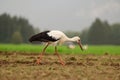 White storch walking in a green field