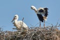 White storck chicks in the nest Ciconia ciconia Royalty Free Stock Photo