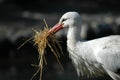 White Stork