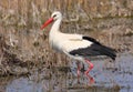 White Stork