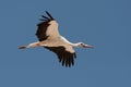 White stork Royalty Free Stock Photo